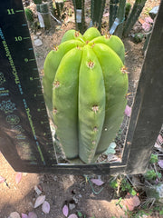 Bertha x Scop — *GIRTHY* 10” Tip