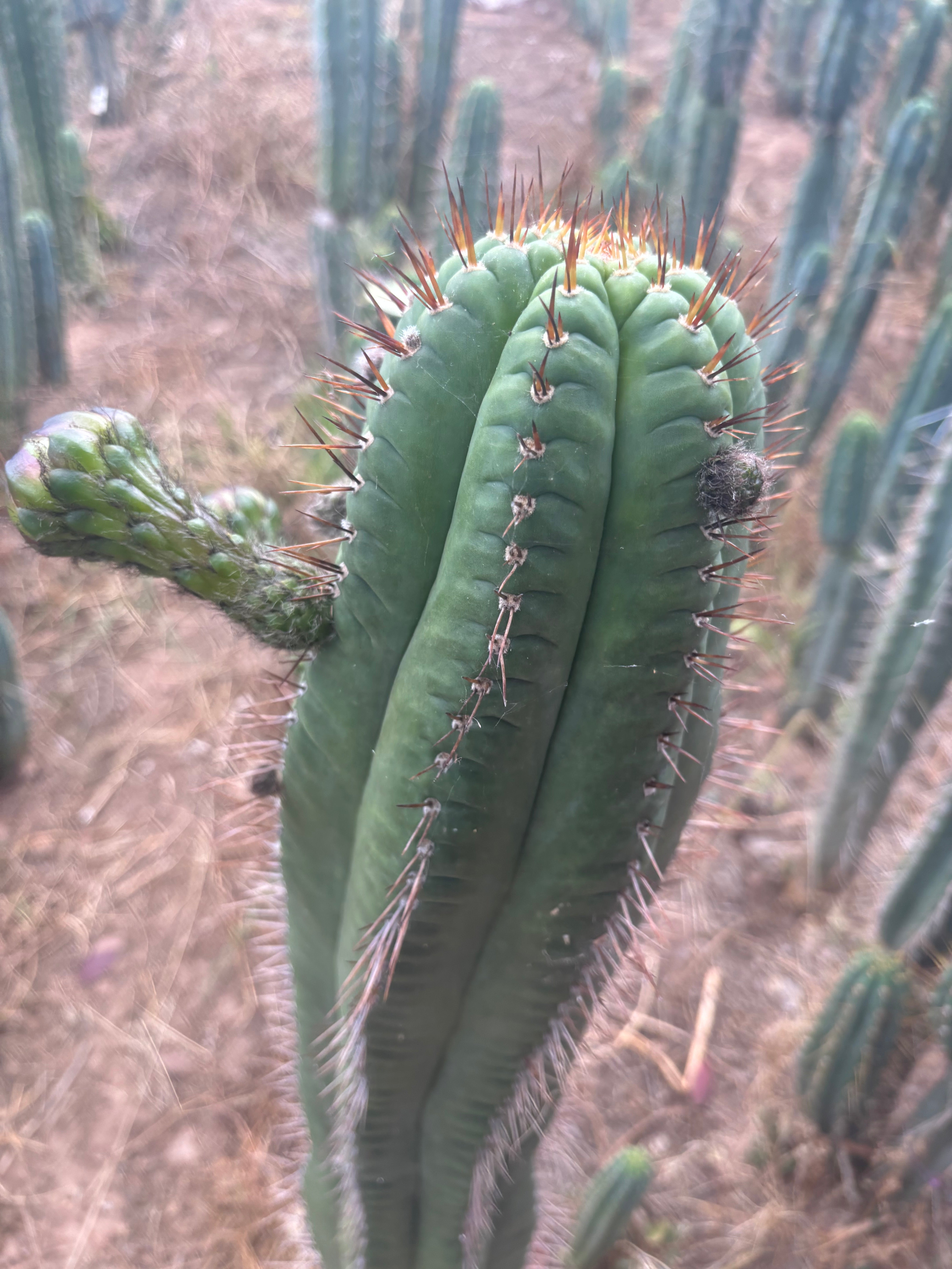 💎👑💎❗️Parques De Leyendes —BK08611.4 Clone A — Established Rooted Slab Graft w/ Large Pup