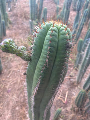 💎👑💎❗️Parques De Leyendes —BK08611.4 Clone A — Established Rooted Slab Graft w/ Large Pup