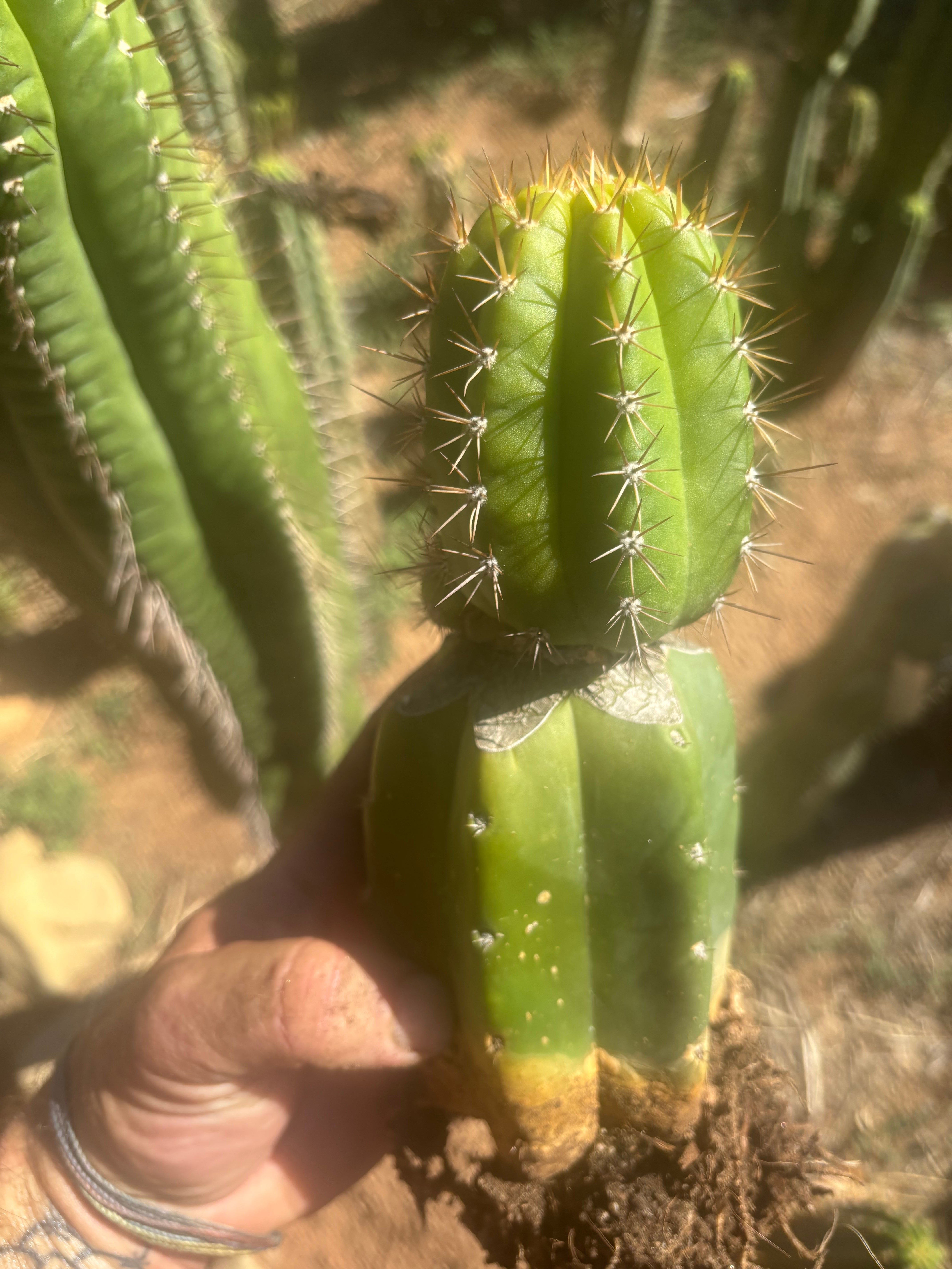 💎👑💎❗️Parques De Leyendes —BK08611.4 Clone A — Established Rooted Slab Graft w/ Large Pup