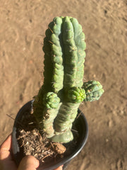 💎👑💎 Havran — Established Multi-Pup Graft on PC