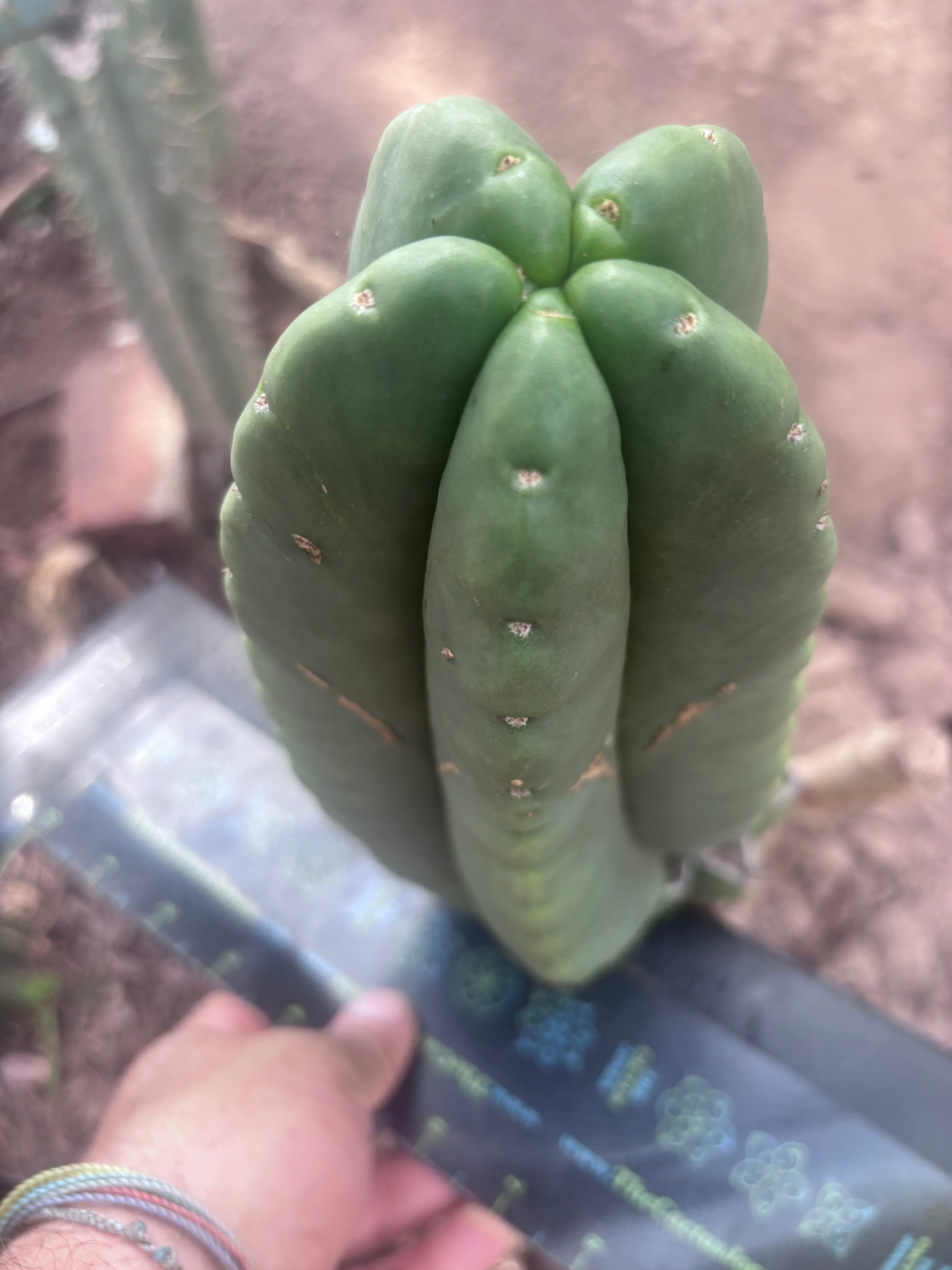 💎👑💎🌶️ Ferah — XL 9” Melon