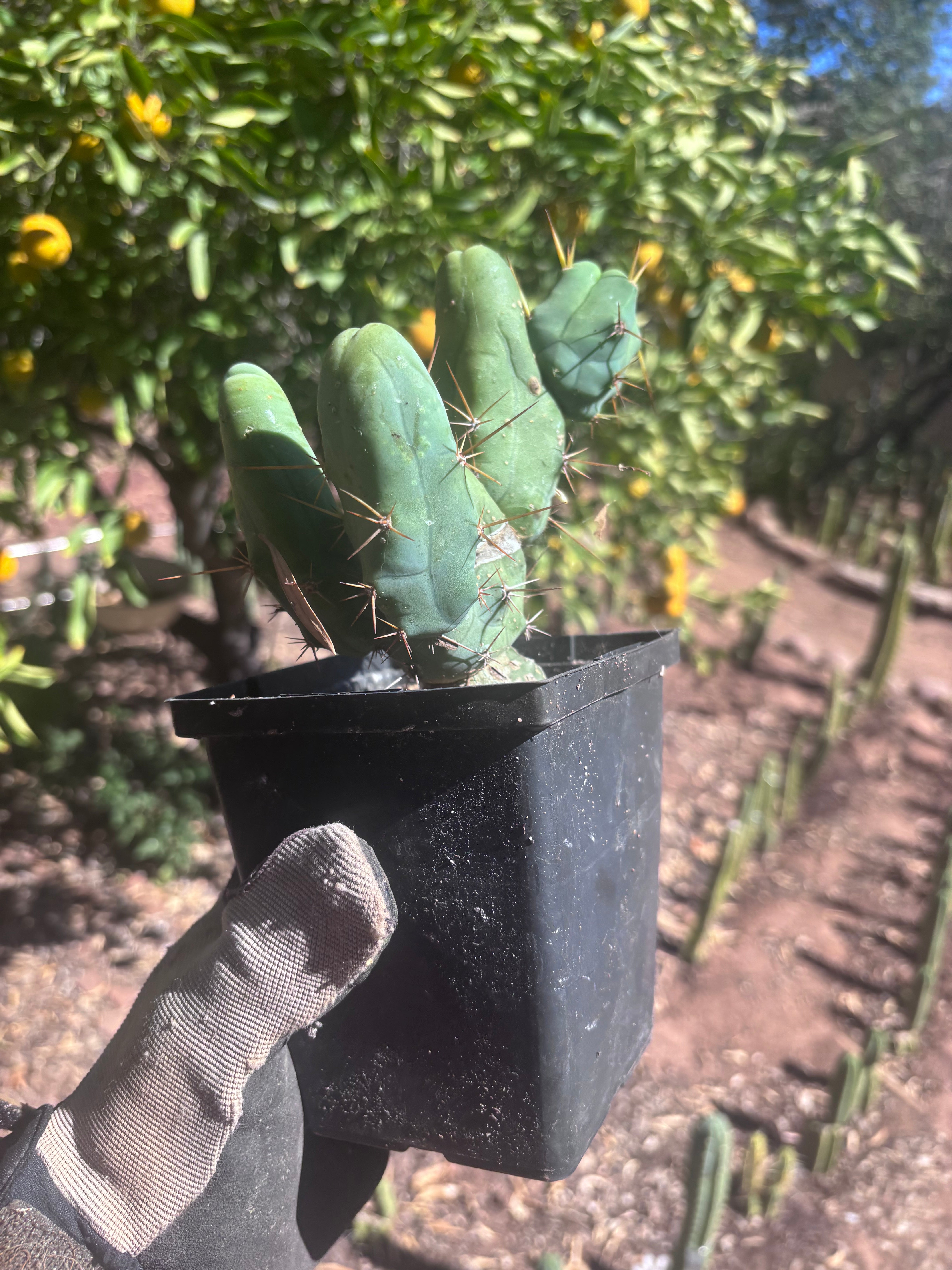 👑🌶️🌶️  TBM Clone B — Fully Rooted