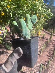 👑🌶️🌶️  TBM Clone B — Fully Rooted