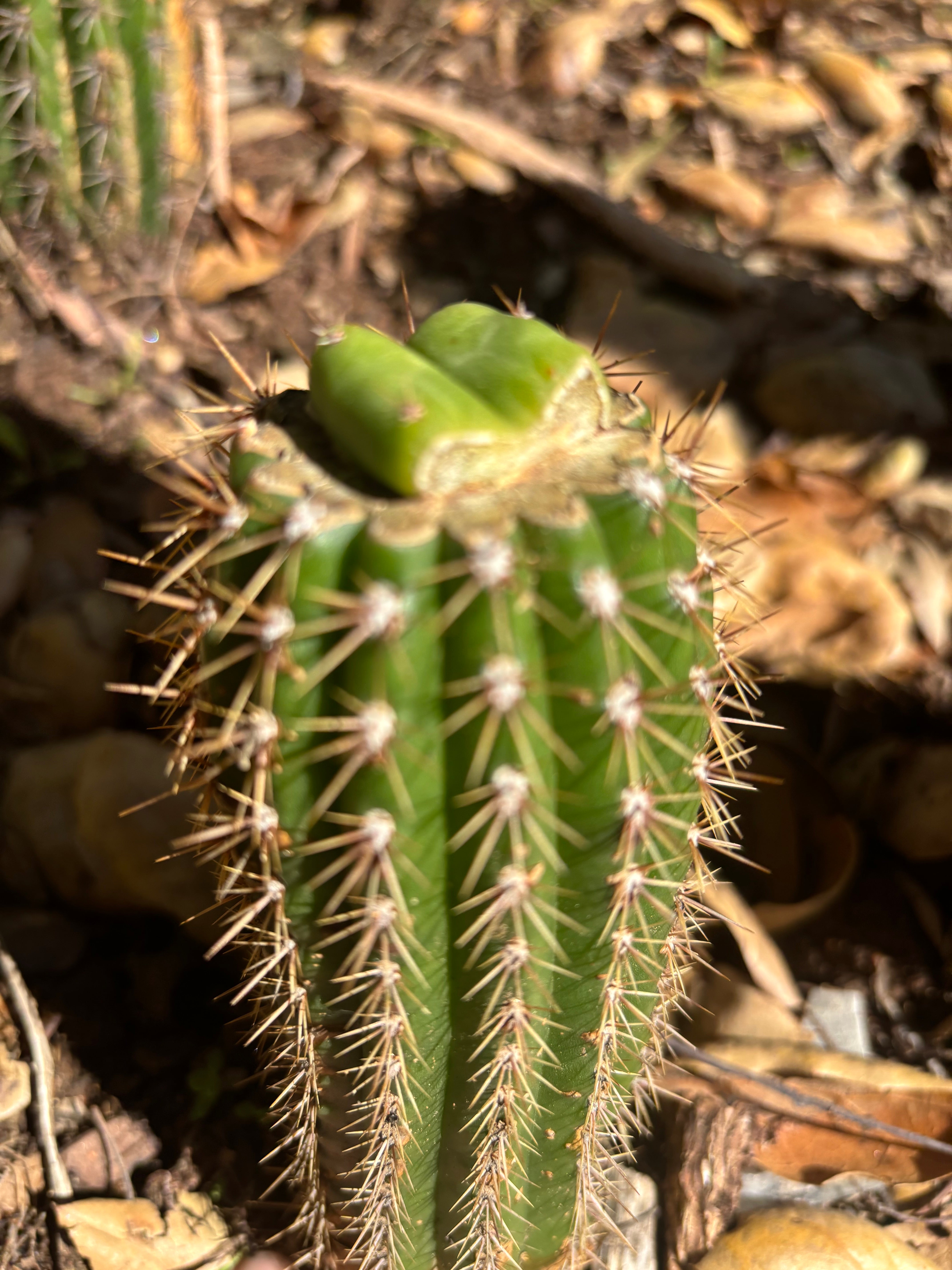 👑🌶️🌶️ KR04 — Rooted Slab Graft