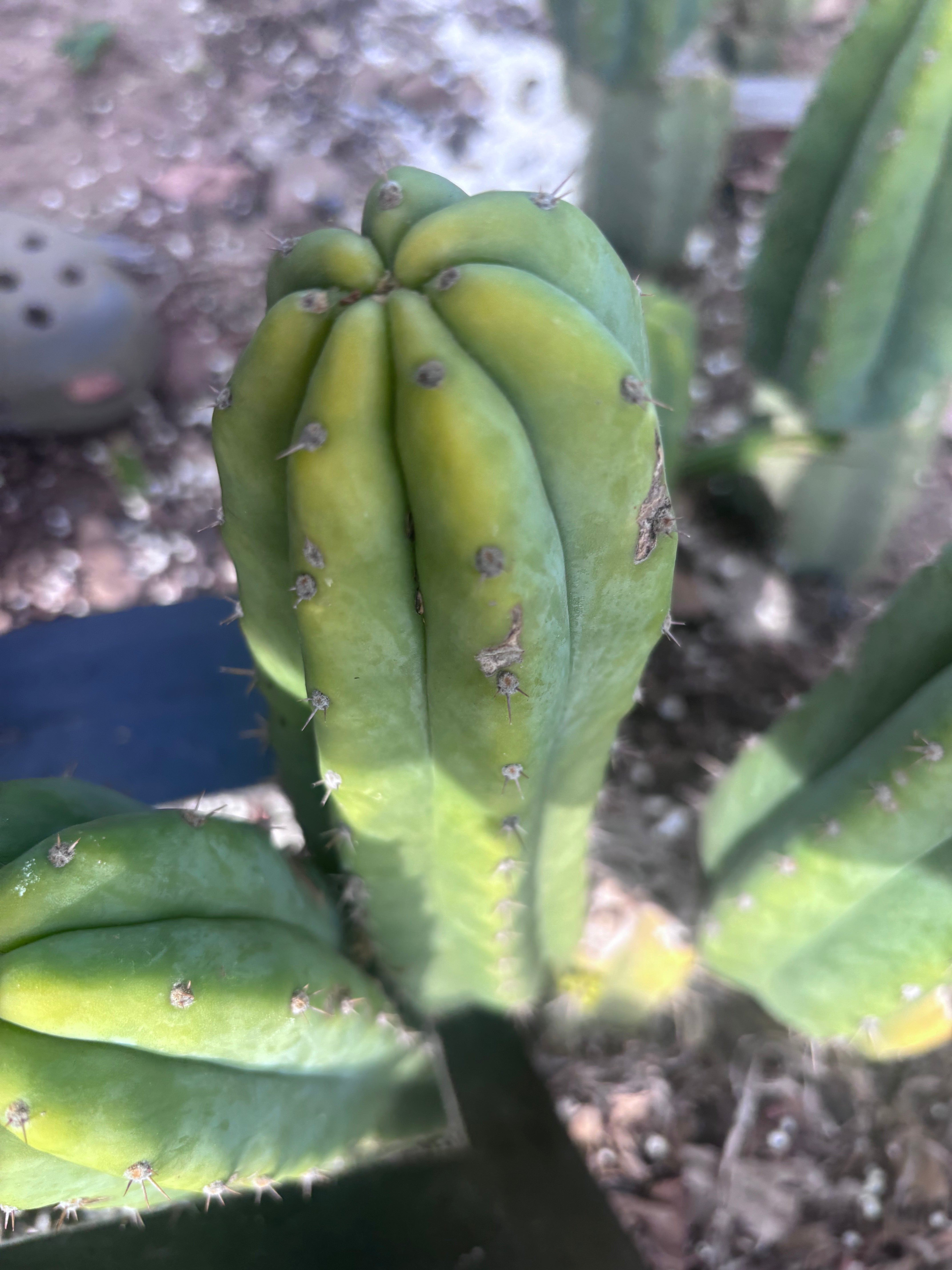 👑🌶️🌶️ Landfill — 8” Pup