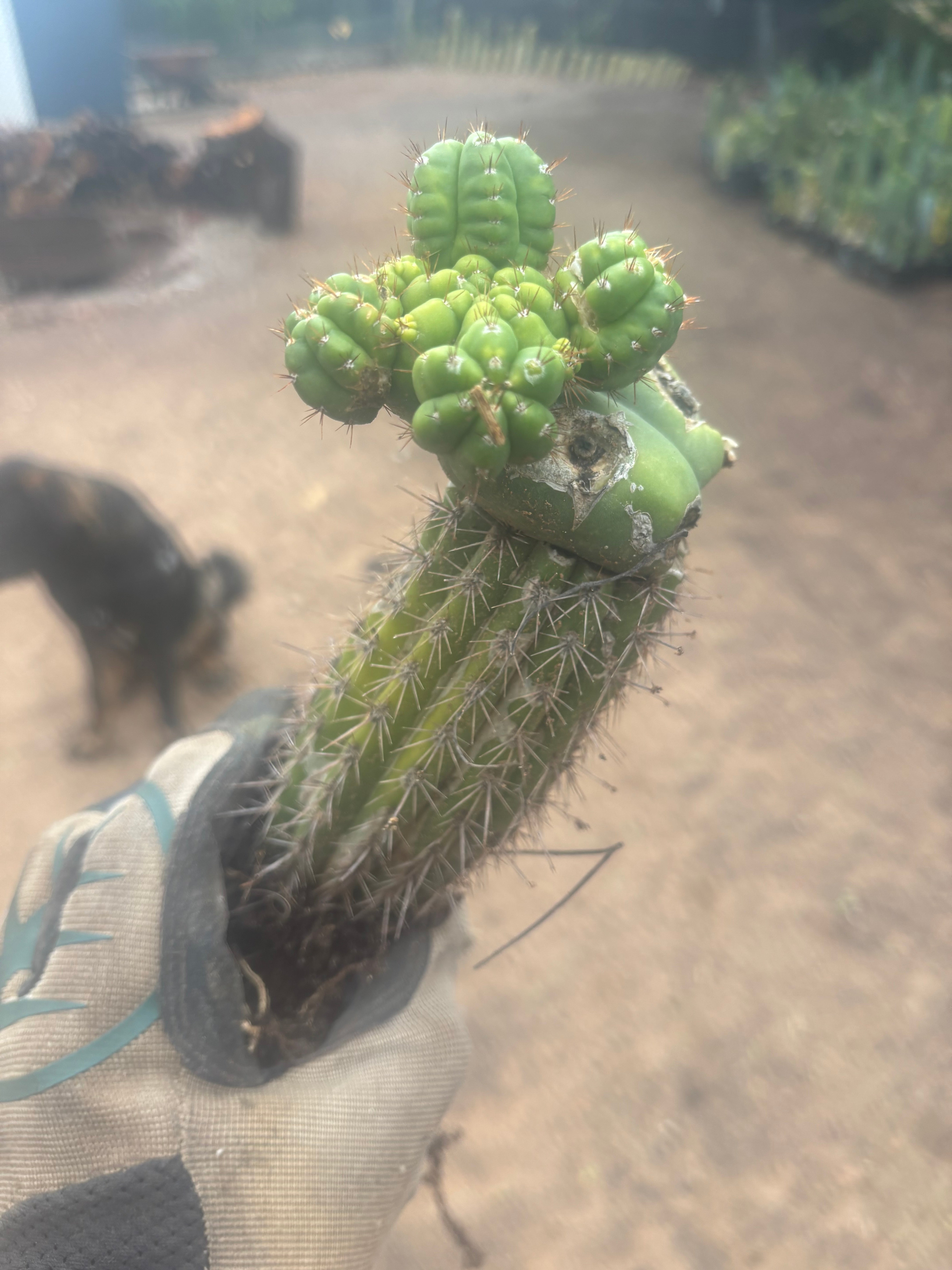 💎👑💎 Havran — Established Multi-Pup Slab Graft, Rooted