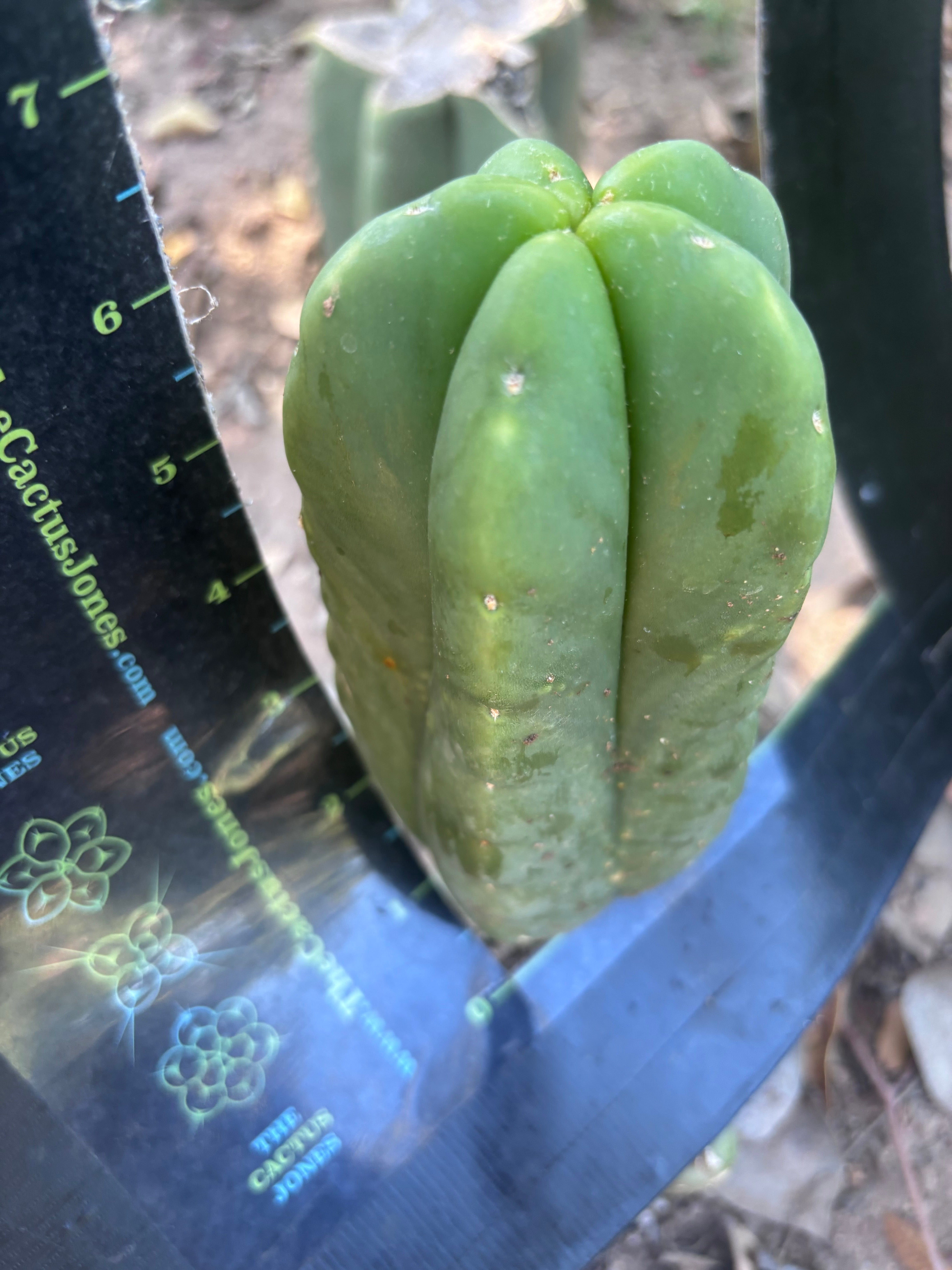 💎👑💎🌶️ Ferah! — 6.5” Pup