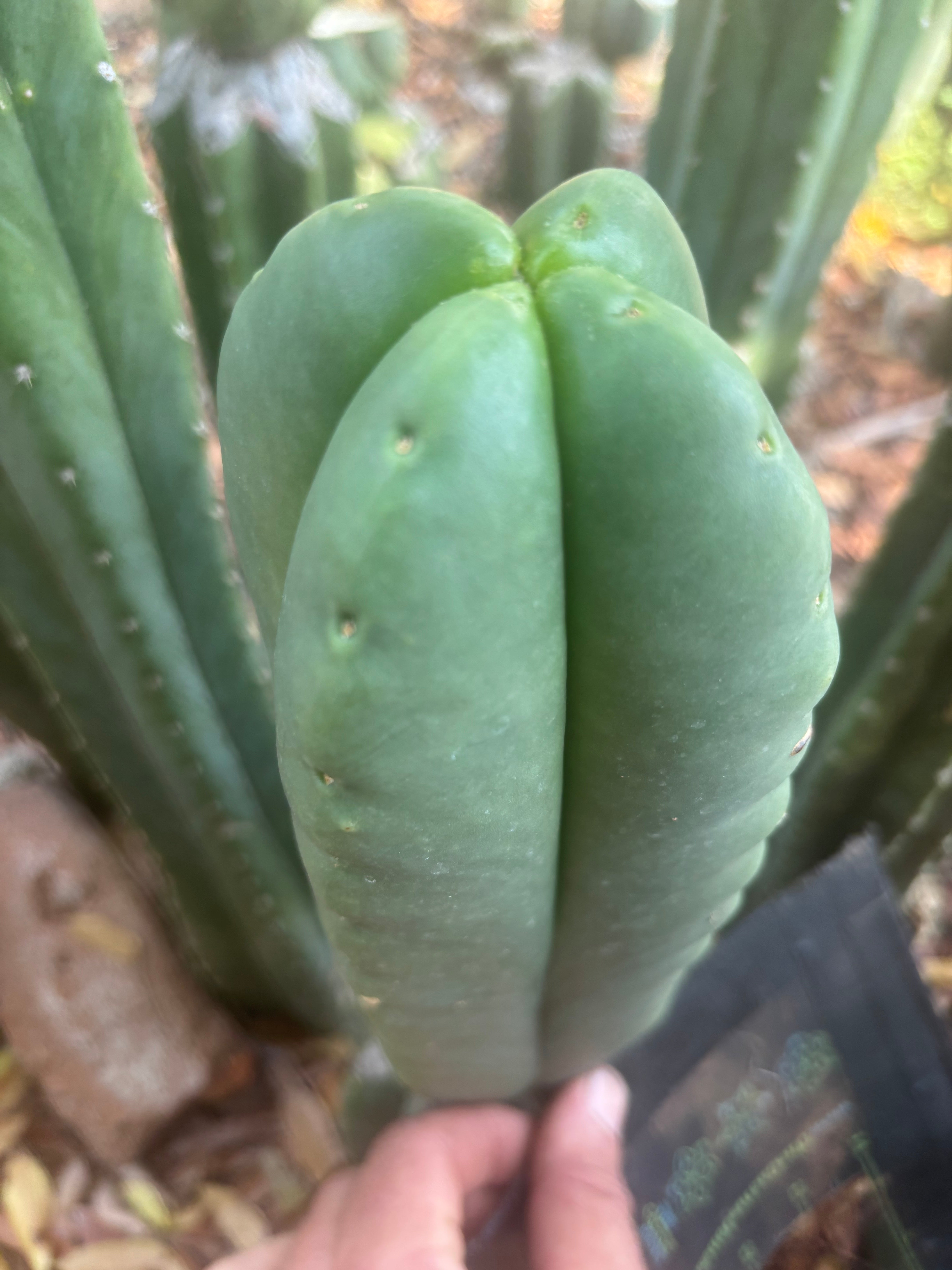 💎👑🌶️ Ferah — Plump FourWang 8” Tip
