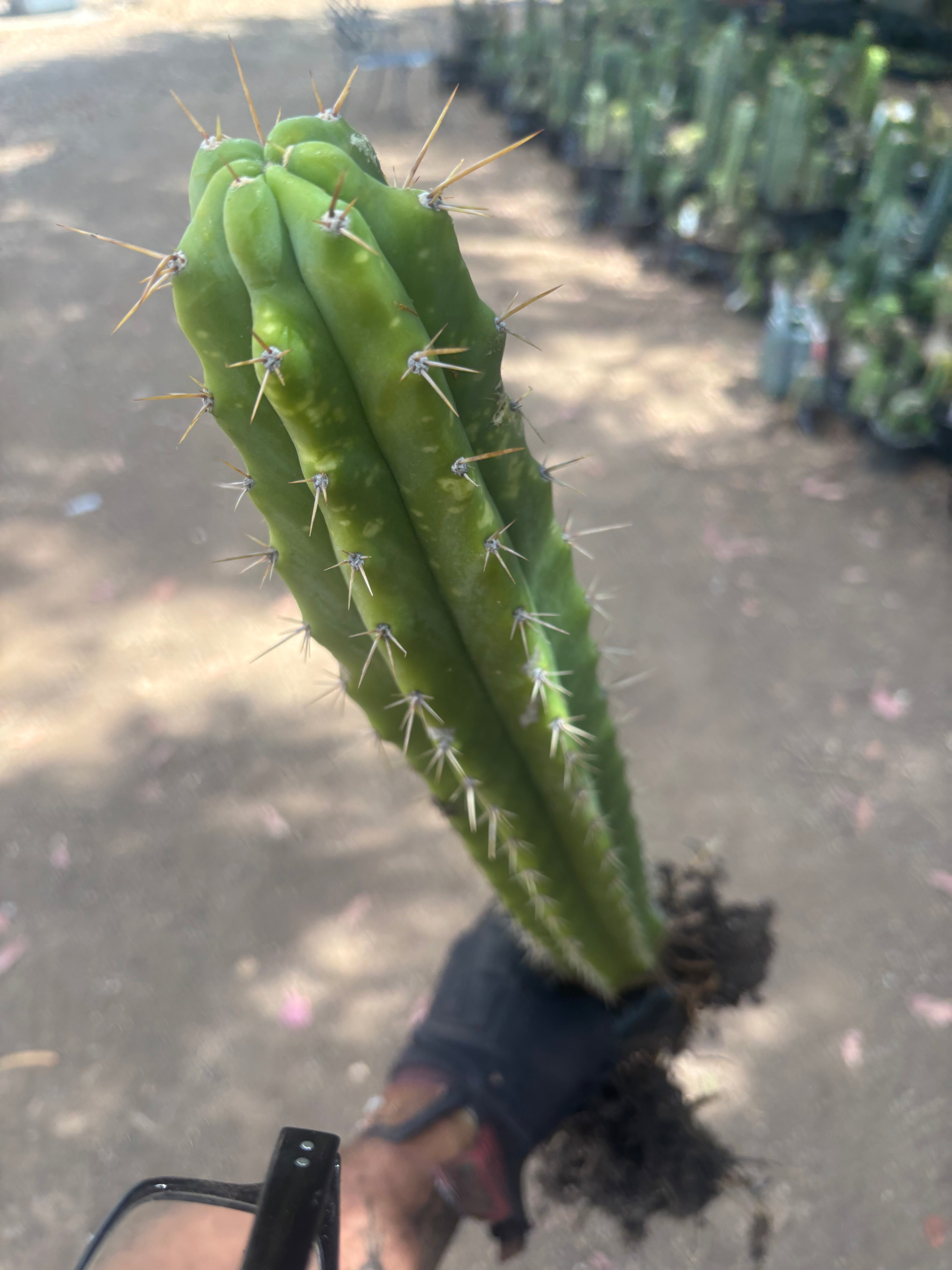 💎 SS02 x DeCosta — XL Seed Grown 21”