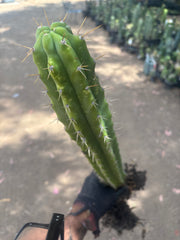 💎 SS02 x DeCosta — XL Seed Grown 21”