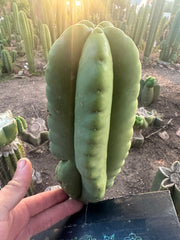 💎👑💎  Ferah! — Fat 10” Pup