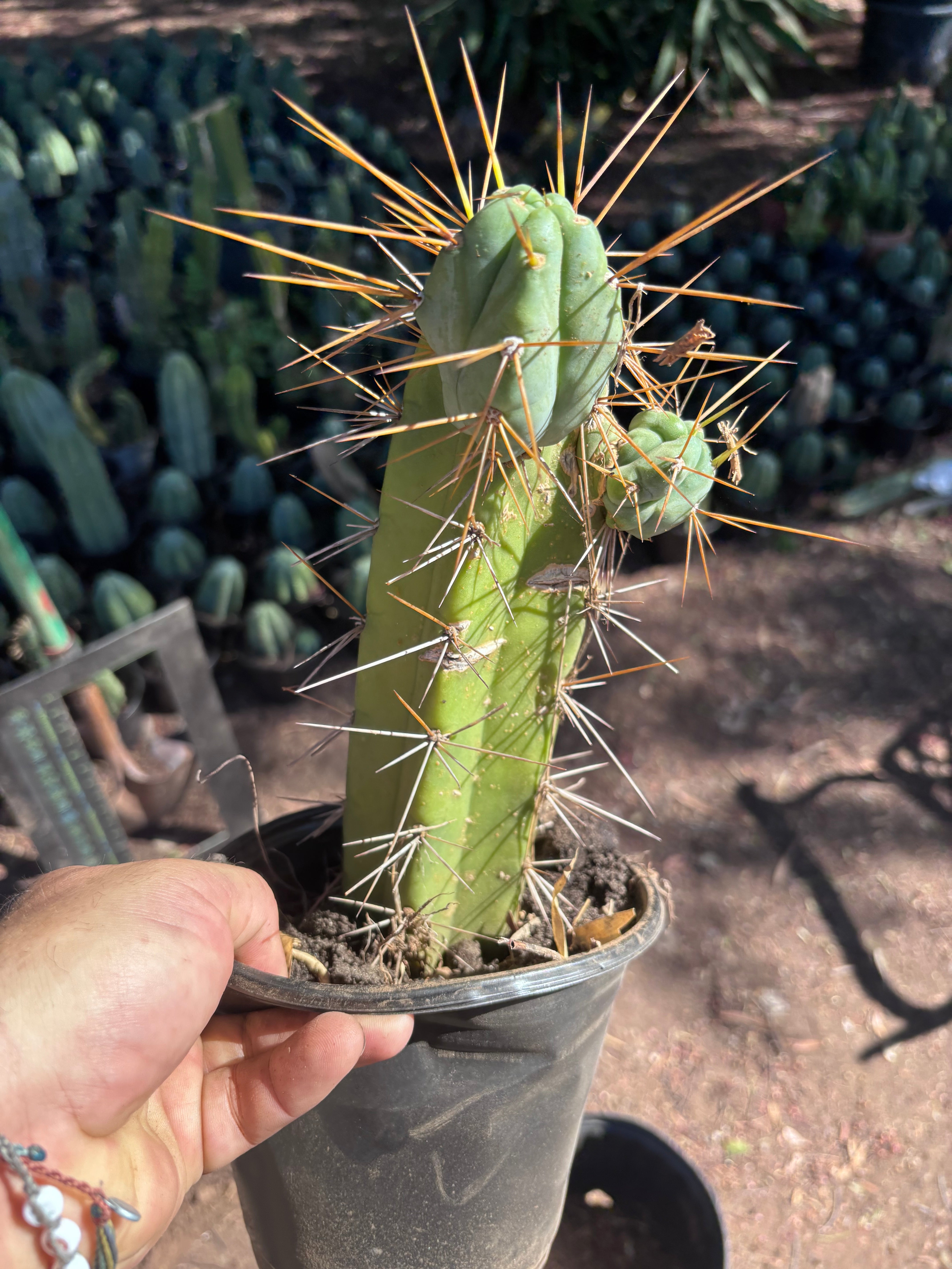👑🌶️ Chucky — Rooted 10” Pupping Mid