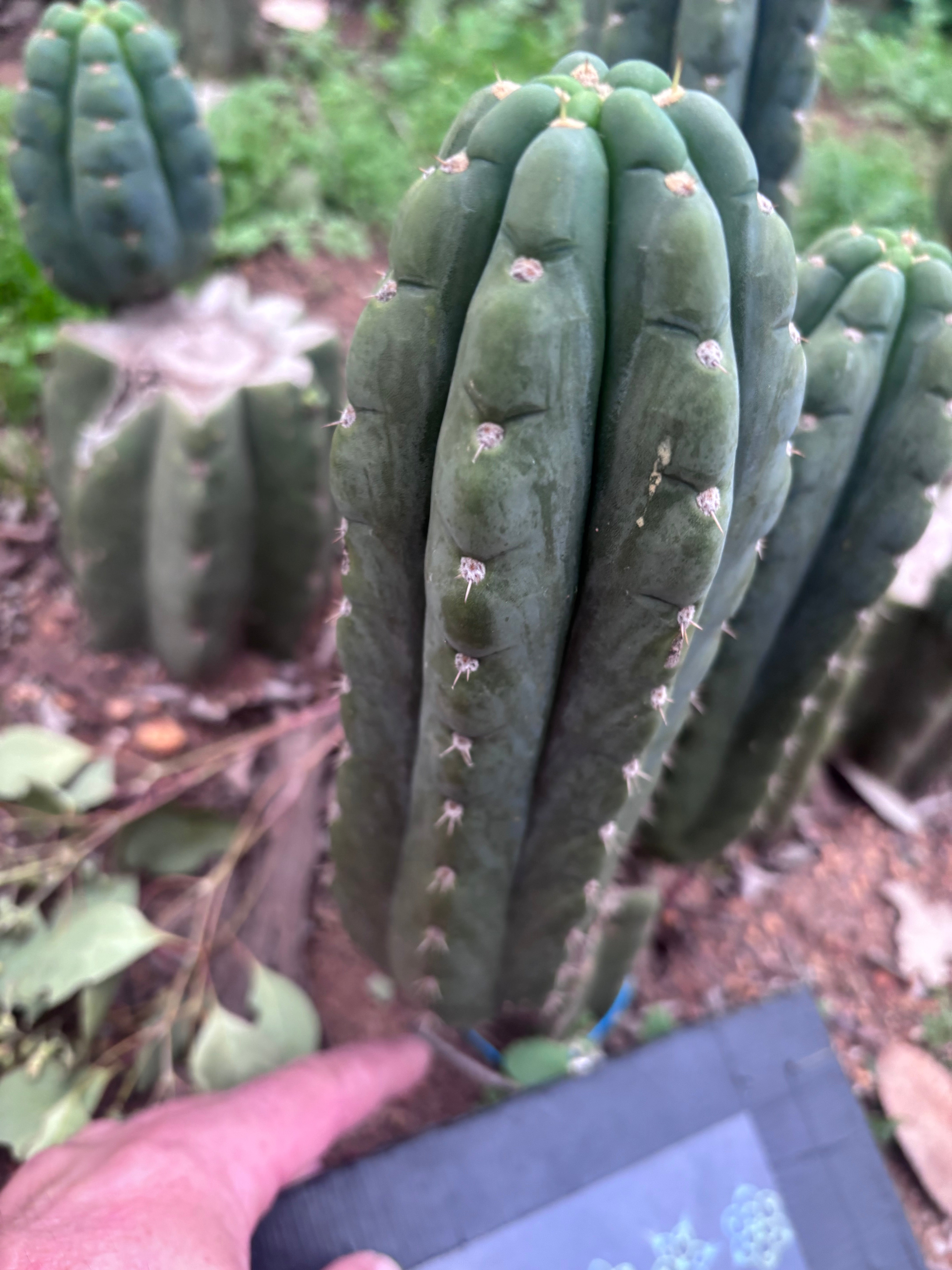 👑🌶️  Ichoca — 8.5” Pup