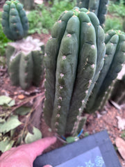 👑🌶️  Ichoca — 8.5” Pup