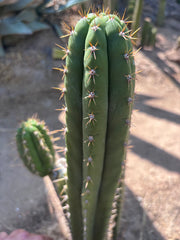 👑🌶️ Torres & Torres — 14” Tip