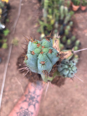 💎👑💎 Papa Smurf — *Hefty* Rooted Mid w/ Pups