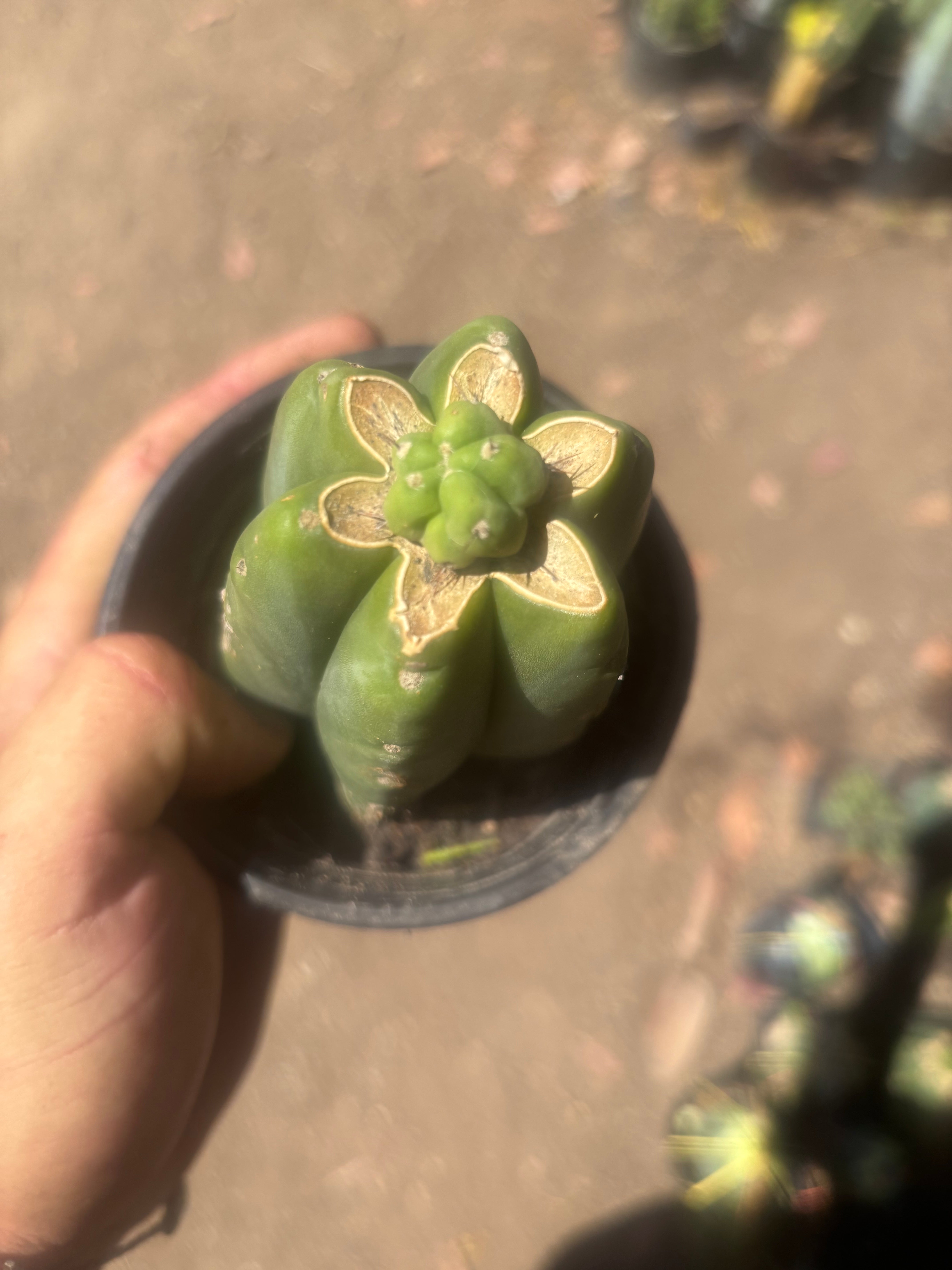👑💎🌶️  CSD — Another Pup Graft on Rooted Pierre