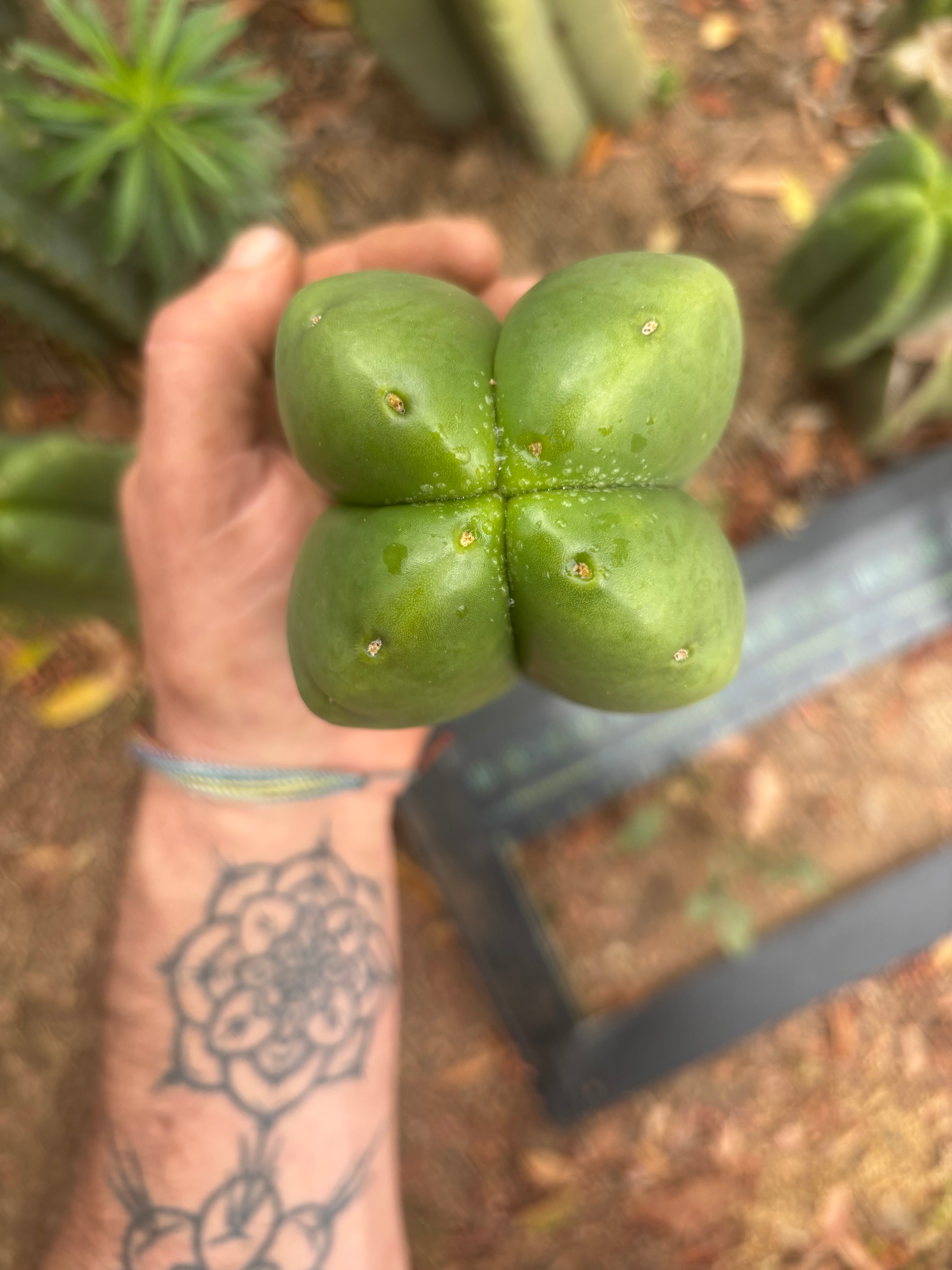 💎👑🌶️ Ferah — 6” Fourwang Tip