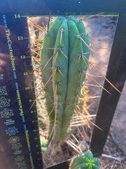 👑🌶️ Nash — XL 14” Tip