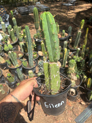 👑🌶️🌶️ Eileen — Rooted Mid with Pup