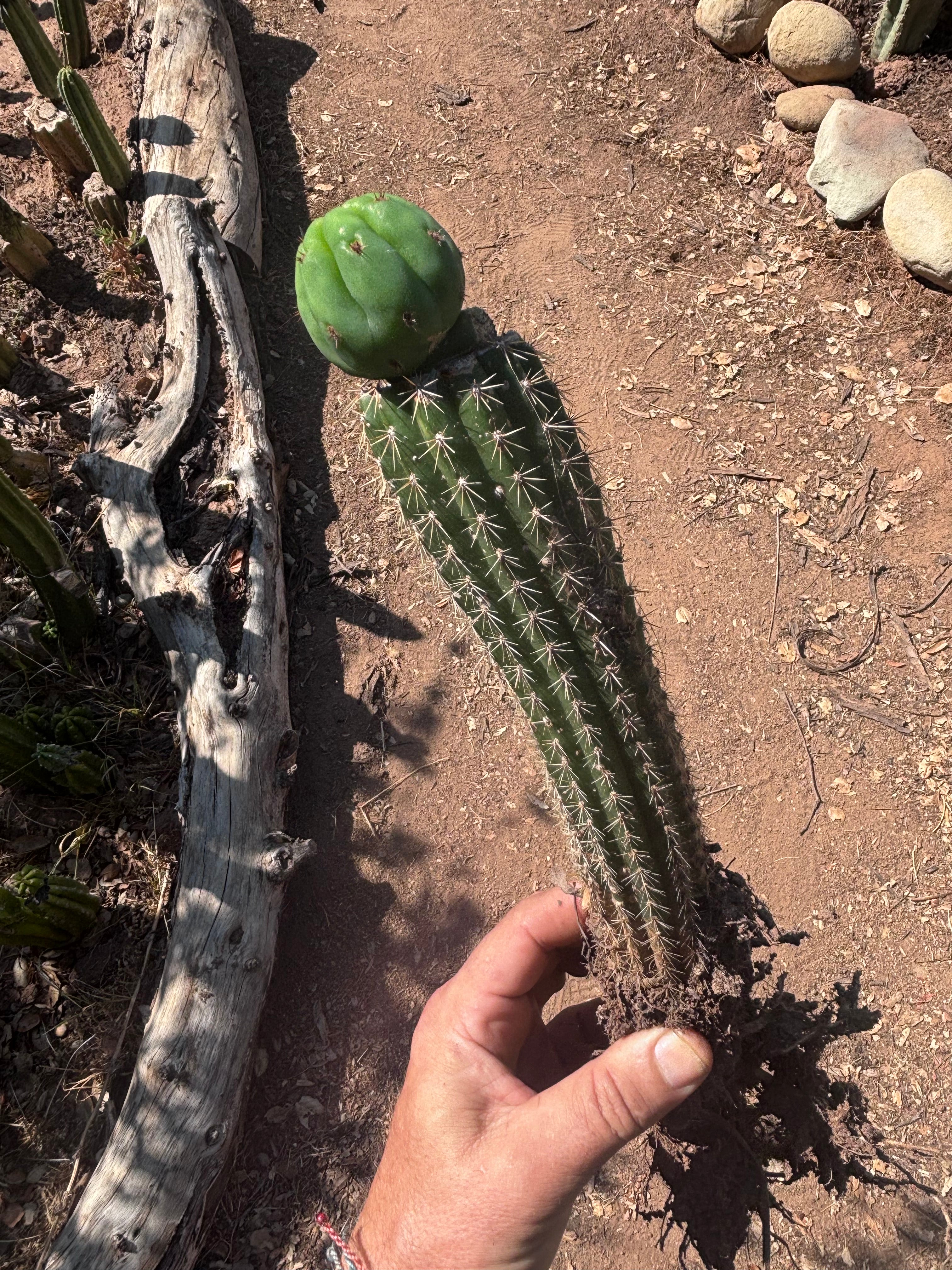 👑🌶️🌶️ KR04 — Whole Rooted Graft