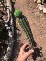 👑🌶️🌶️ KR04 — Whole Rooted Graft