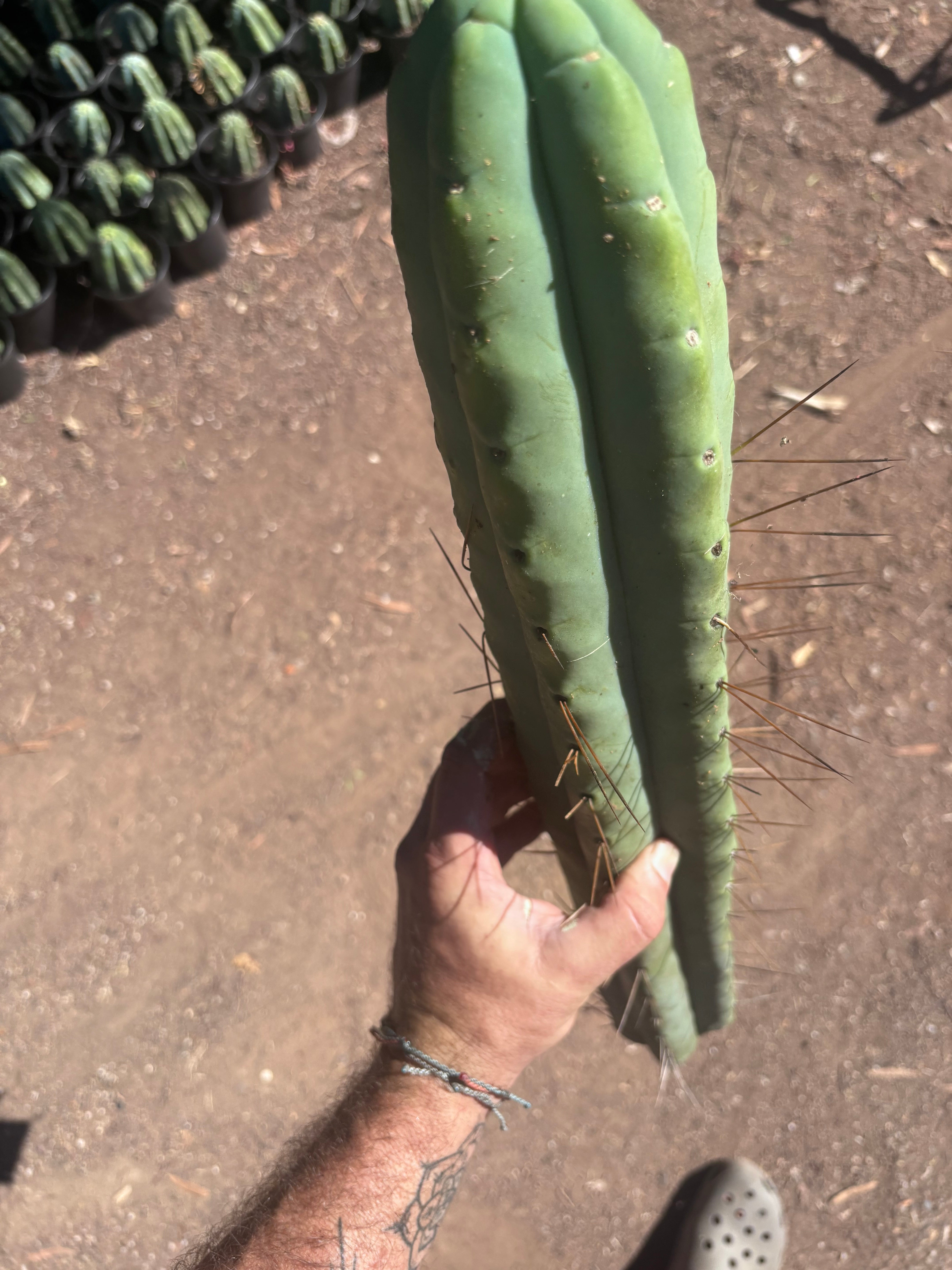 👑💎🌶️🌶️ Eileen — 21” MEGA Tip