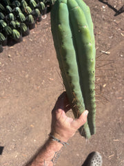 👑💎🌶️🌶️ Eileen — 21” MEGA Tip