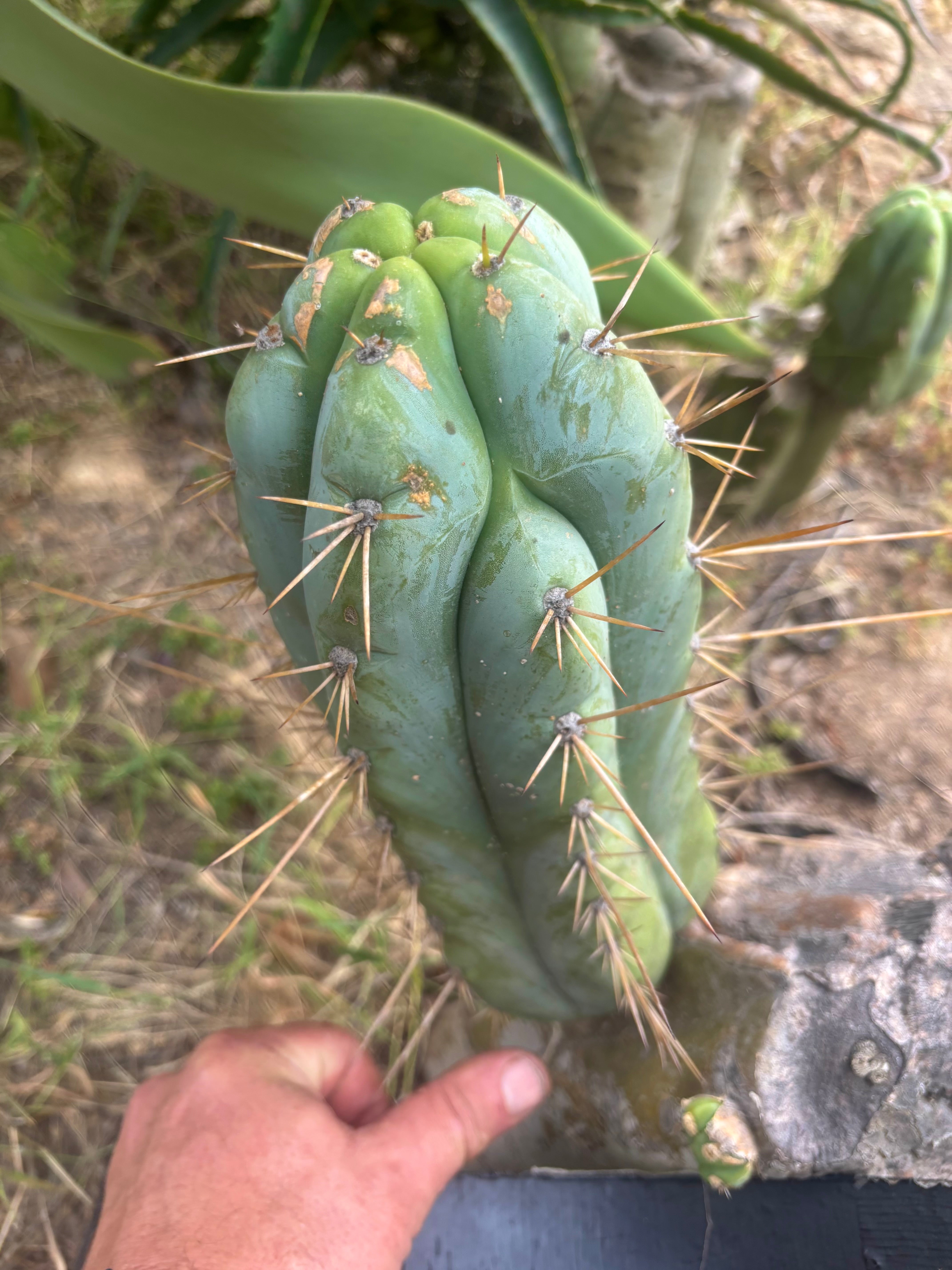 👑 Lotusland Huanu — Fat 10” Pup