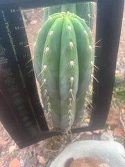 💎 SASS x Sharxx — 13.5” Melon Bomb