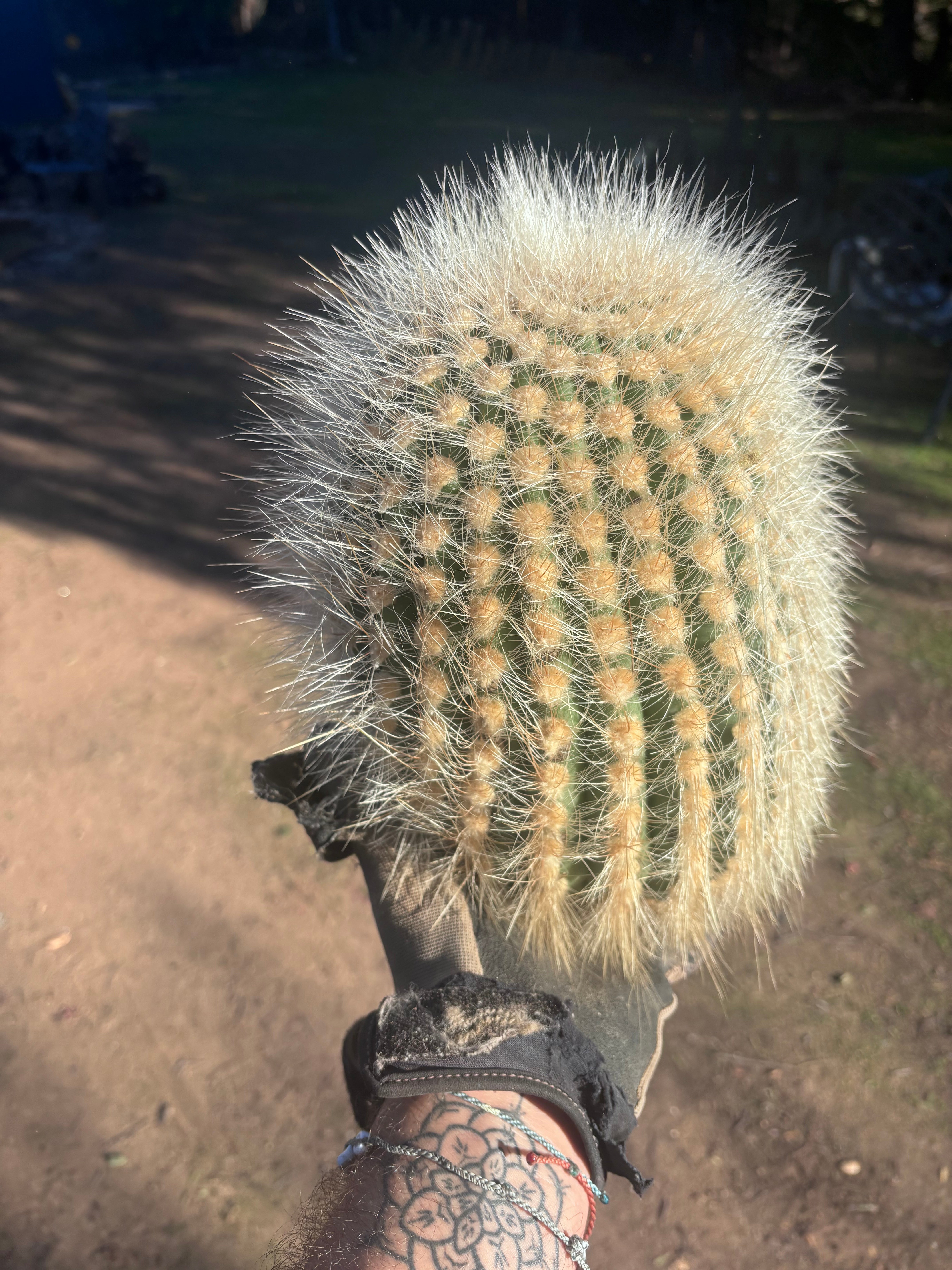 💎 T. Atacamensis — 11” x 9” Melon