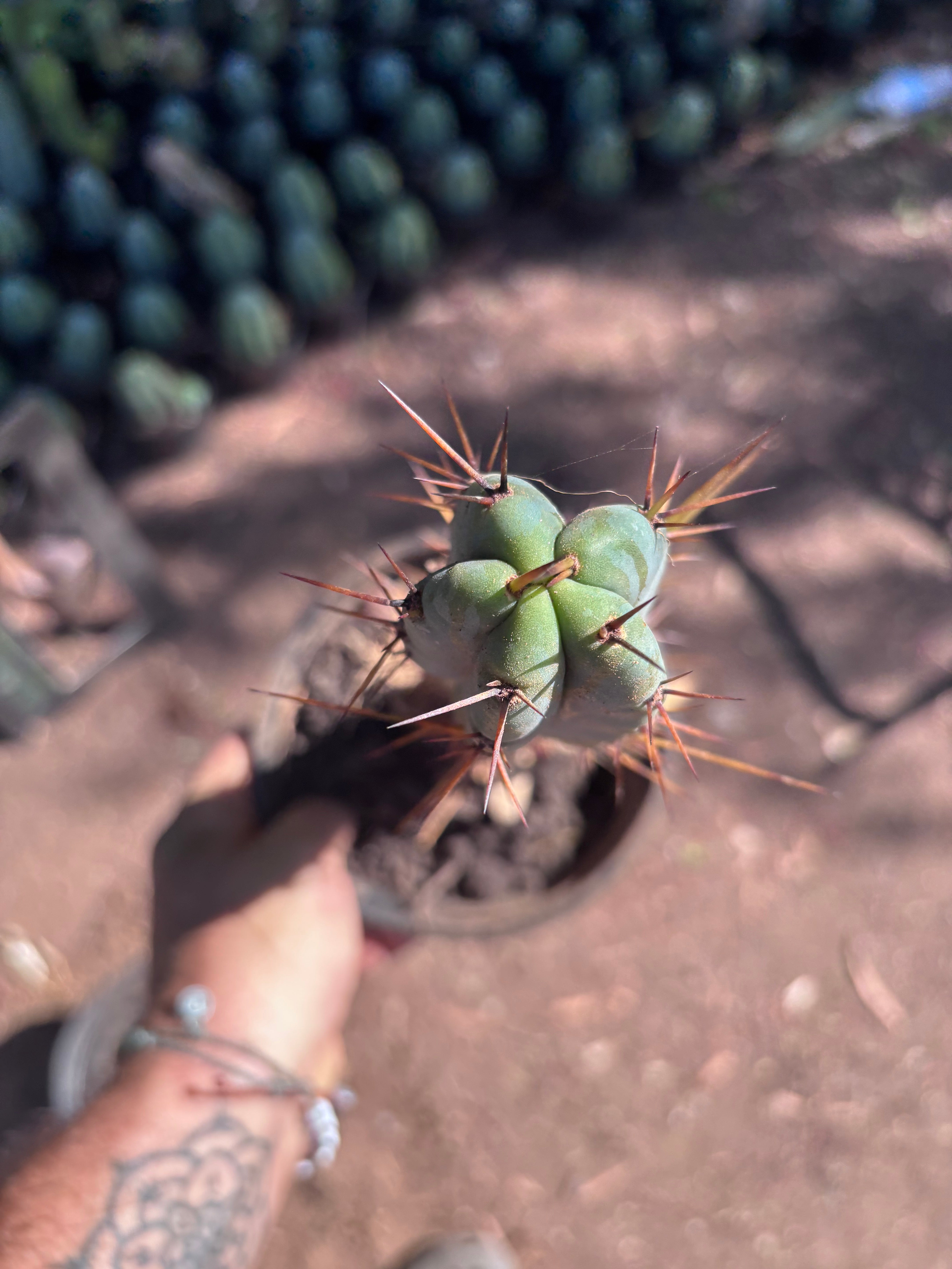 👑🌶️ SFBG — Rooted 13”