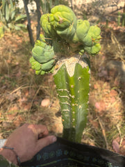👑🌶️🌶️ TBMC — XXL Graft