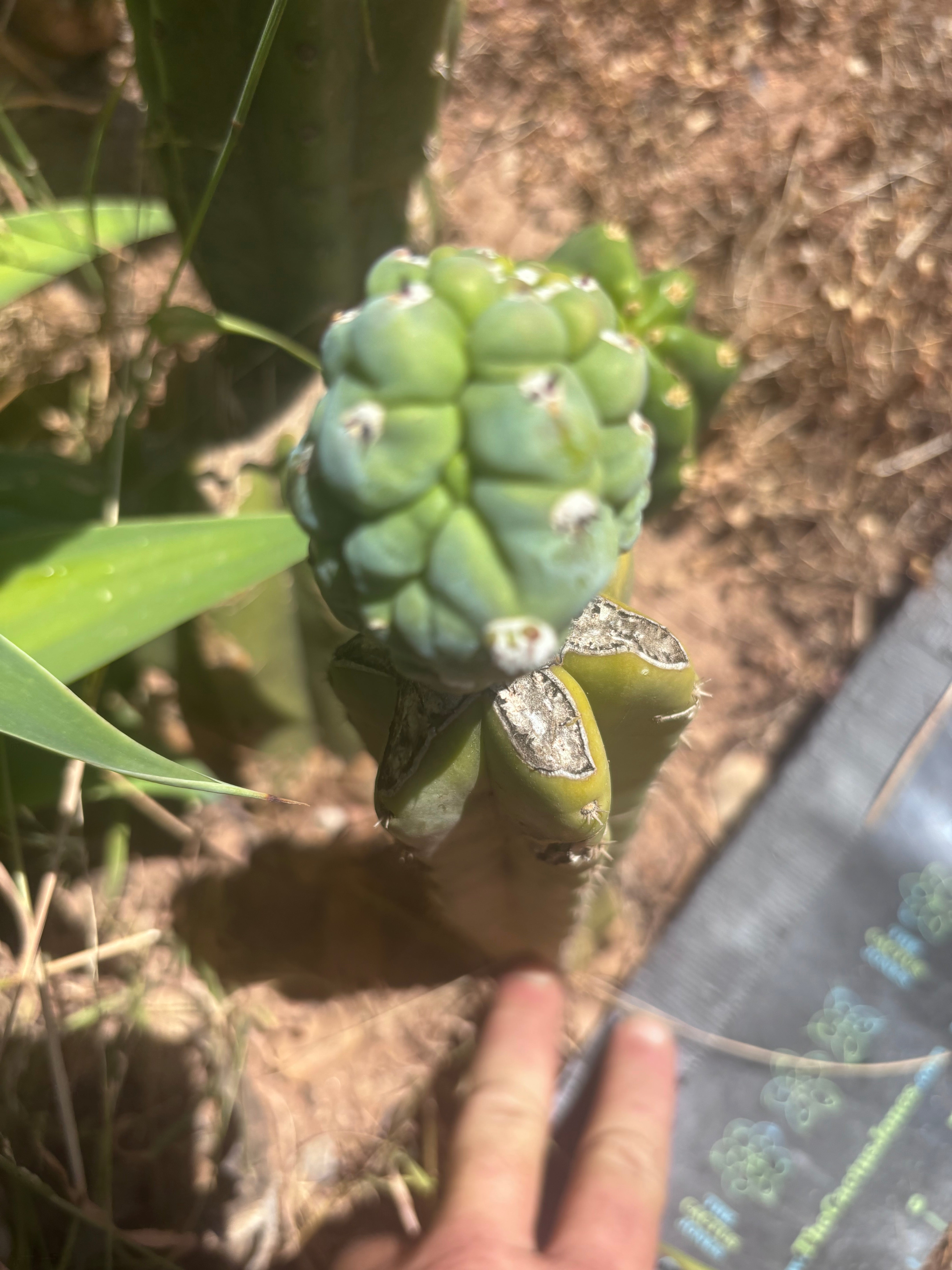 👑💎 Glorp — Rooted Graft