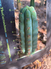 👑🌶️  Ashdod — 6” Pup