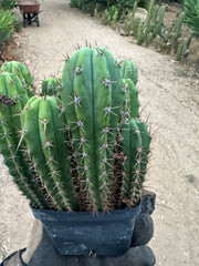 Latest Seedlings! Ventucky Blue x Fillmore