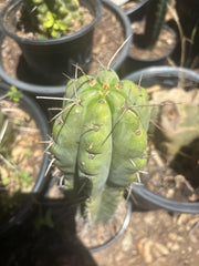 💎🌶️🌶️ NOM — Pup Graft On Seed Grown Rooted Stock