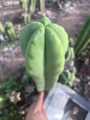 👑💎 Aussie Scop — XL 14” Tip