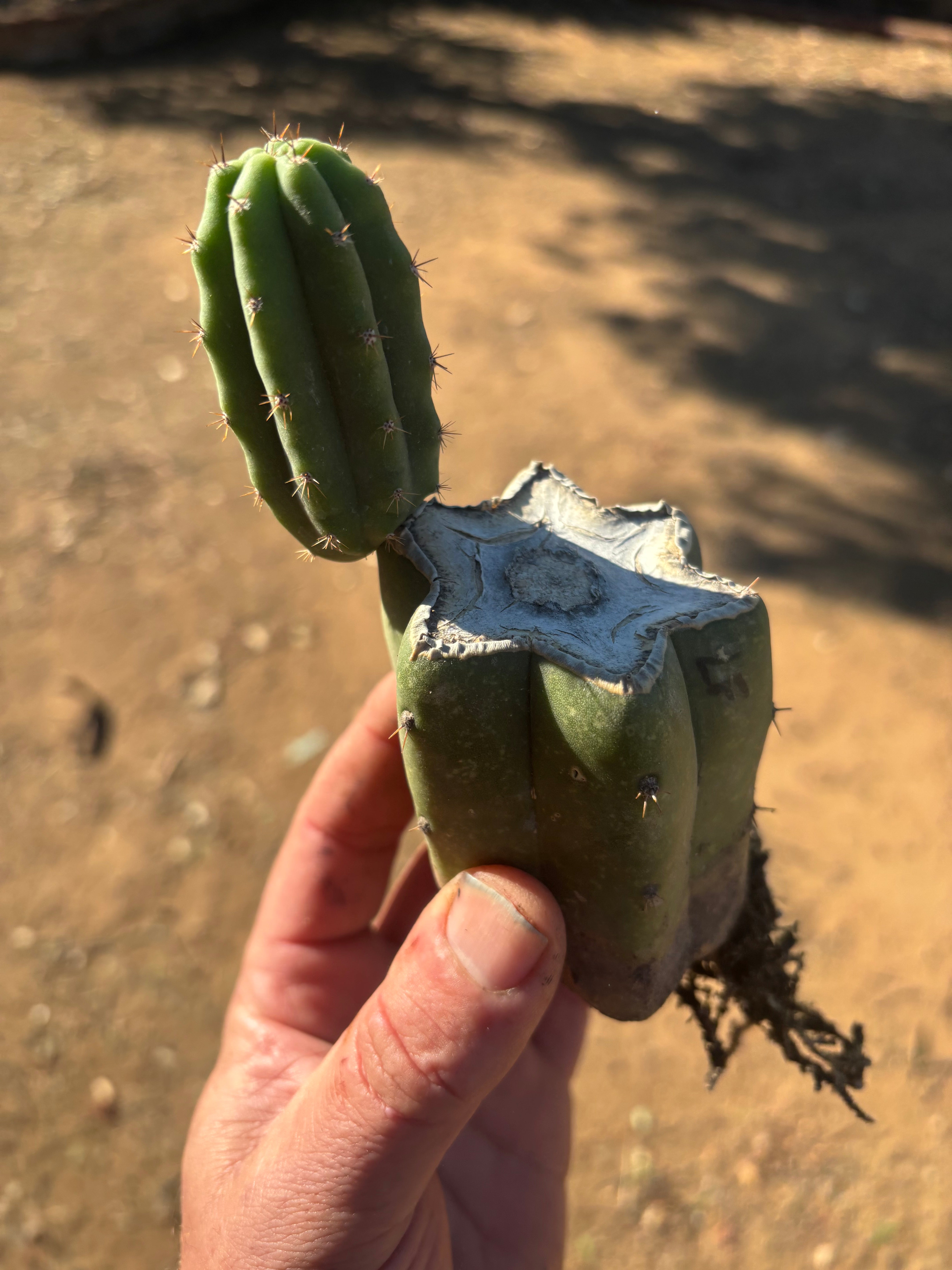 👑🌶️🌶️ Landfill — Small Rooted Mid