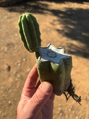 👑🌶️🌶️ Landfill — Small Rooted Mid