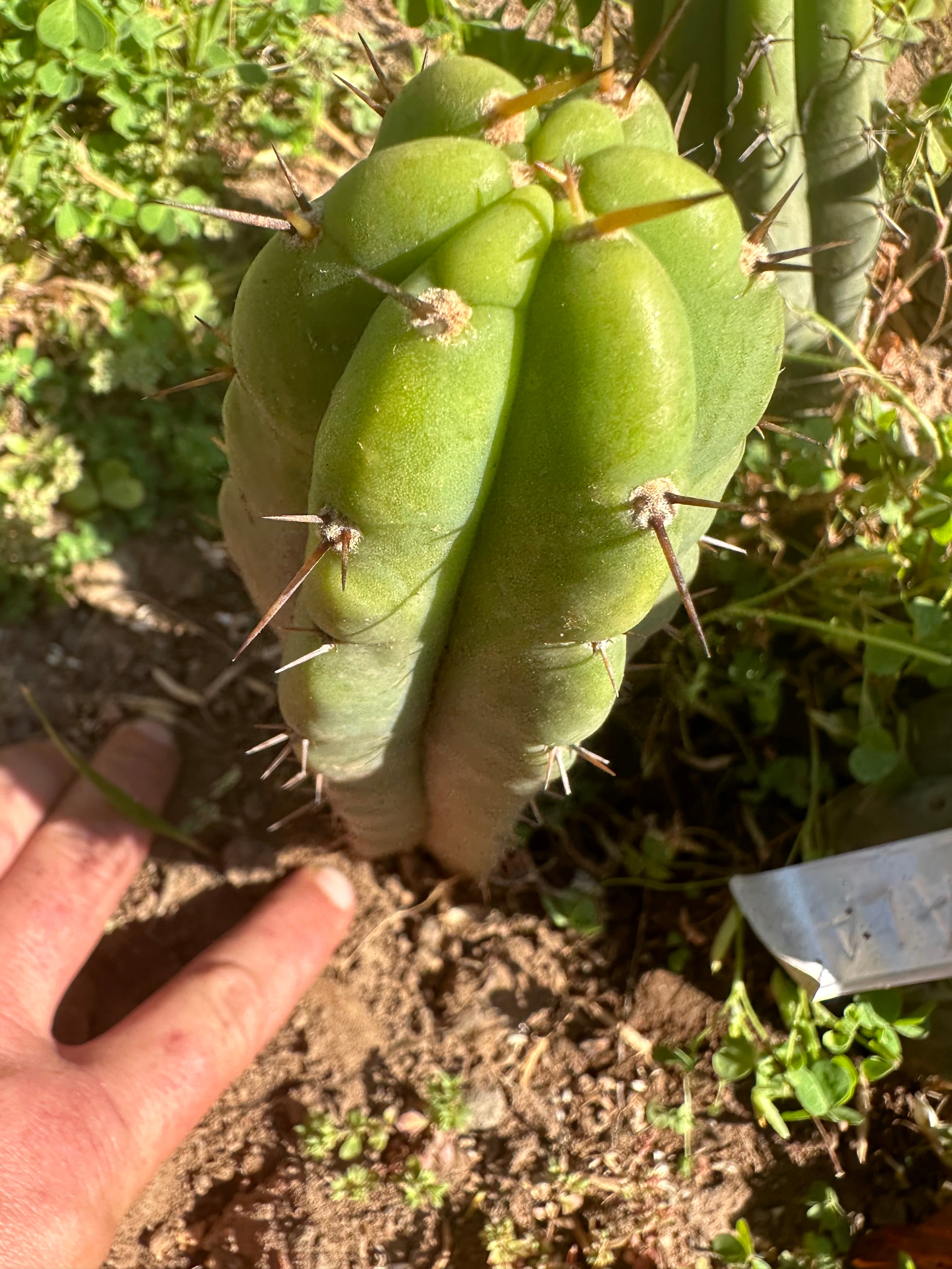 👑 🌶️ 🌶️ Pala! — Fully Rooted