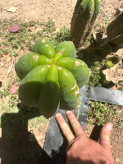 👑🌶️🌶️ Landfill — 11” Pup