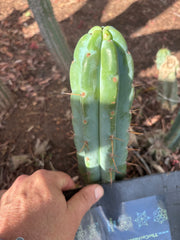 👑🌶️🌶️ Pala! — 8” Tip