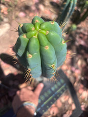 🌶️ 0201 — XL 15” Pup