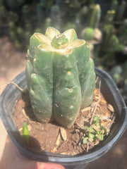 💎👑💎 SCB  — One More Pup Graft on Rooted Pierre