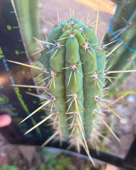 👑 Backeburg Clone — 9” Pup