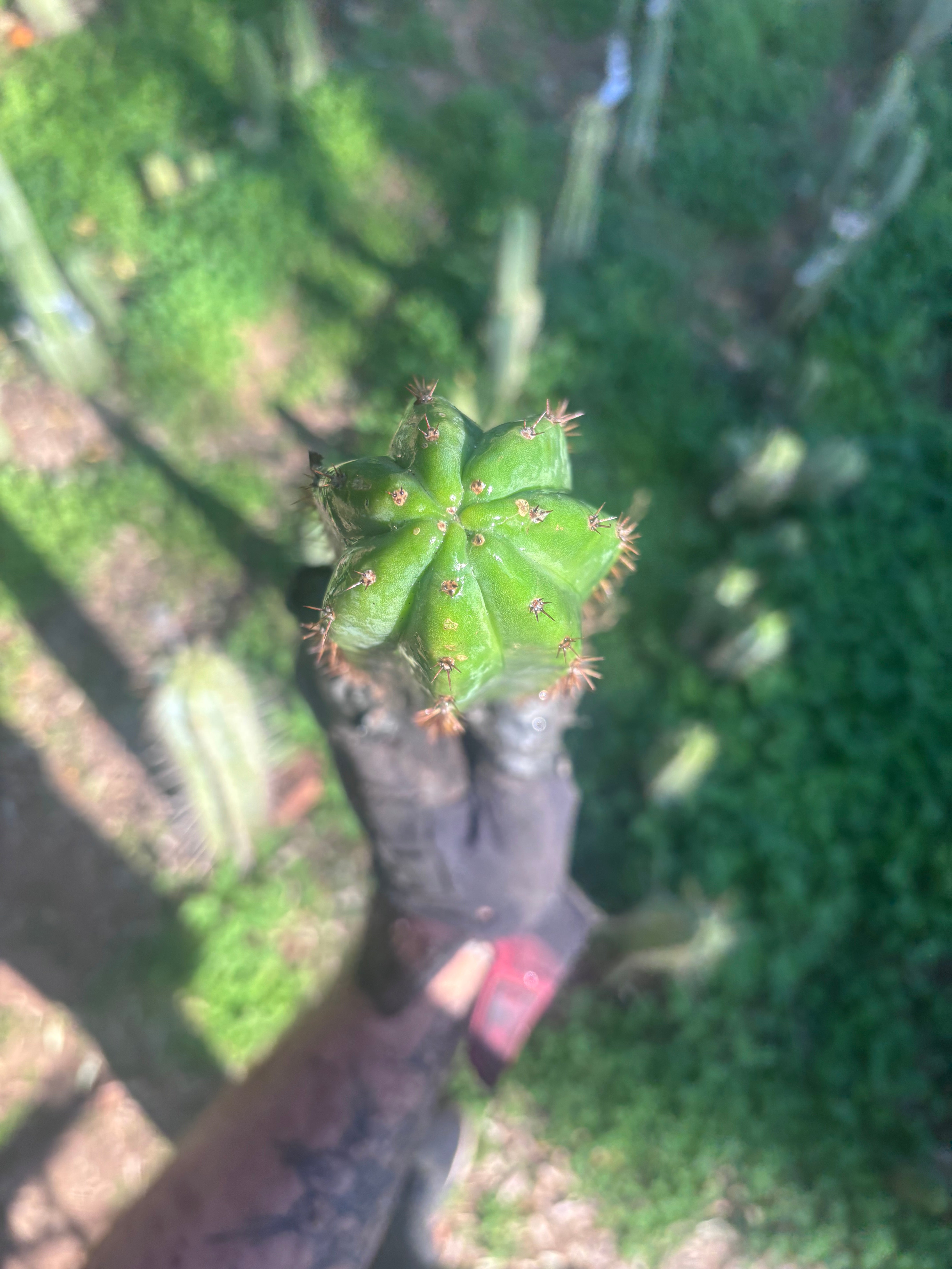 🎁🌶️ NEW Add On Freebie! — DeCosta x Bob, Large Yearlings