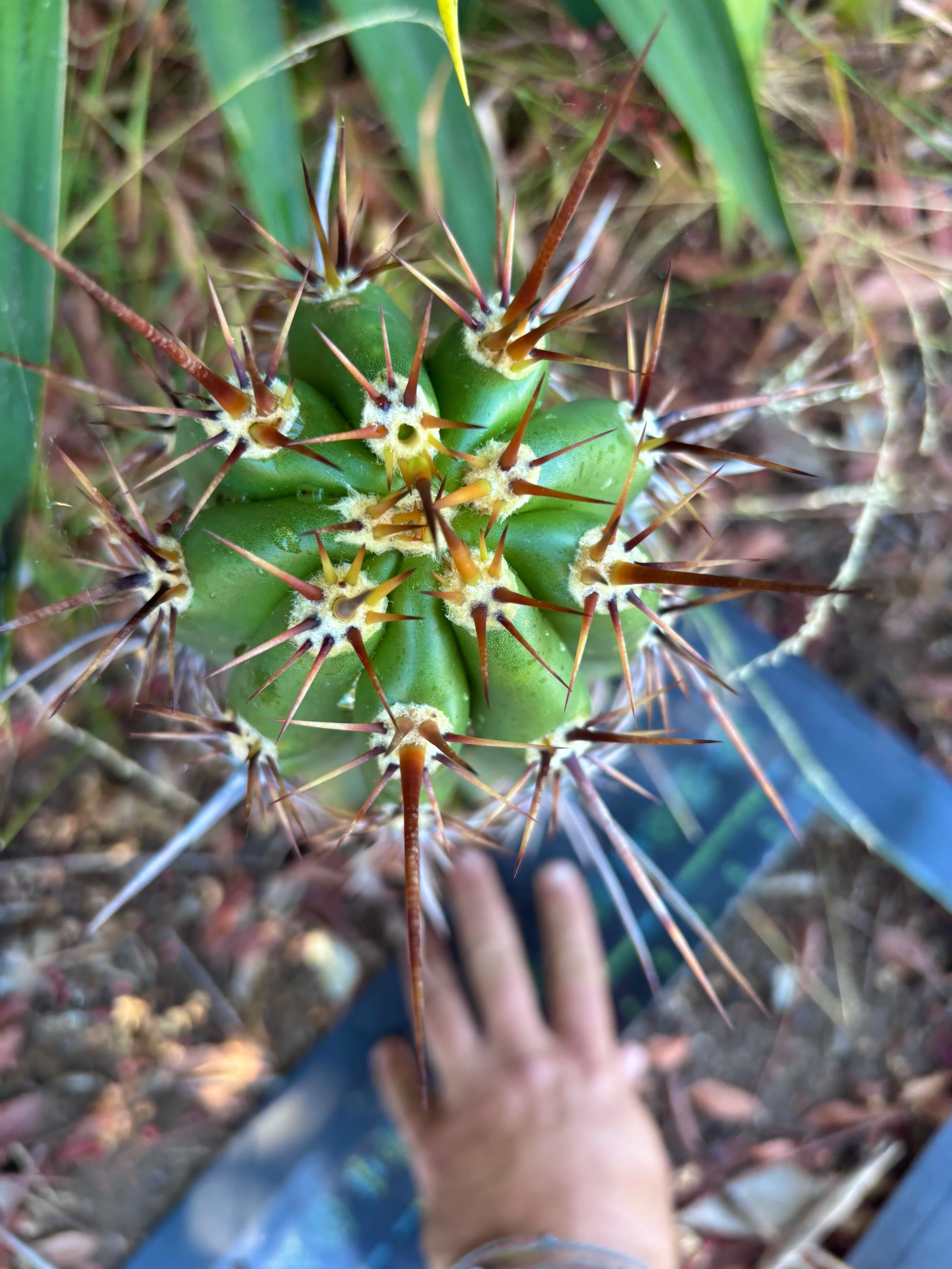💎 Tacaquirensis — *Fully Rooted* 15”