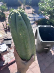 👑💎🌶️ The 2nd Fattest Soozy Tip I’ve Ever Listed